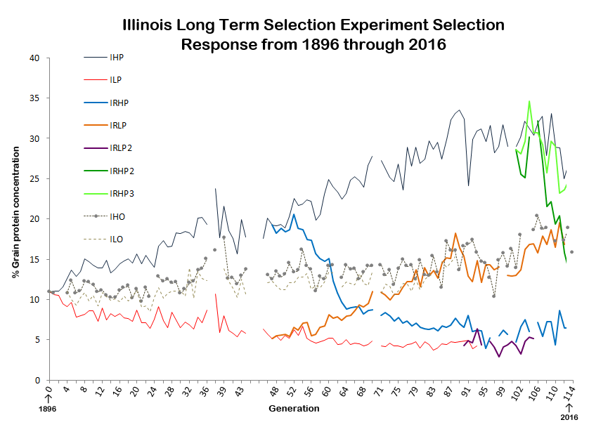 Selection Responses in the Illinois Protein Strains