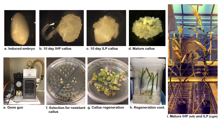 ILTSE-TissueCulture