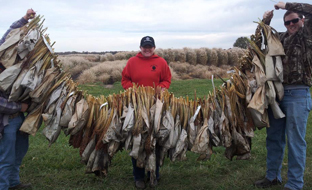 BroomcornHarvest