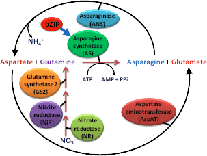 Asparagine metabolic pathway