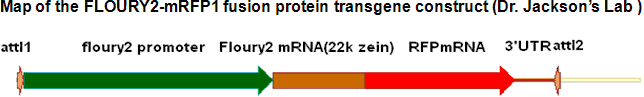 Map of the FLOURY2-mRFP1 fusion protein transgene construct