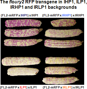 Map of the FLOURY2-mRFP1 fusion protein transgene construct