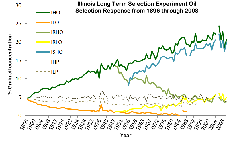 Selection Responses in the Illinois Oil Strains